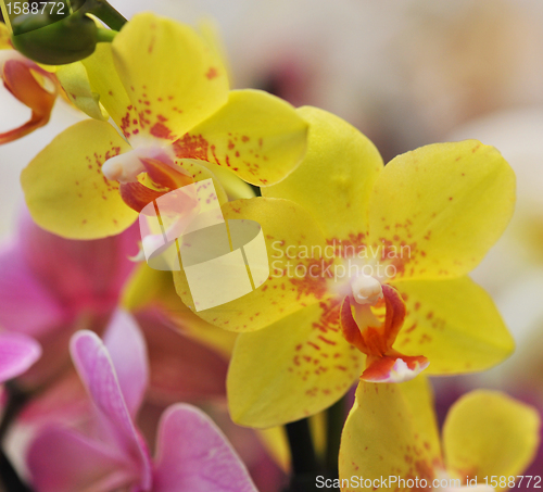 Image of phalaenopsis