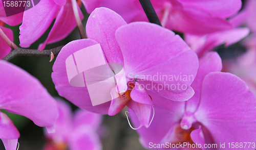 Image of phalaenopsis