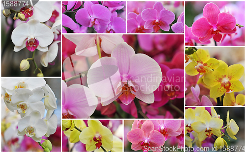 Image of phalaenopsis