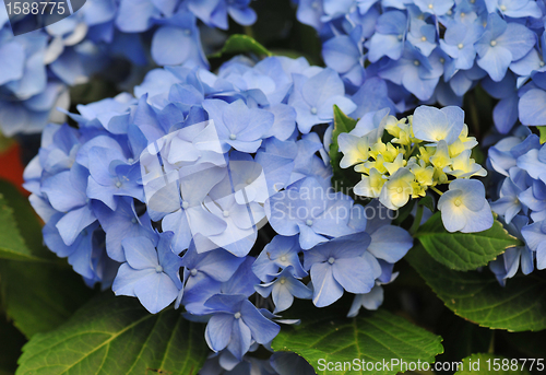 Image of Blue Hydrangea (Hortensia) 