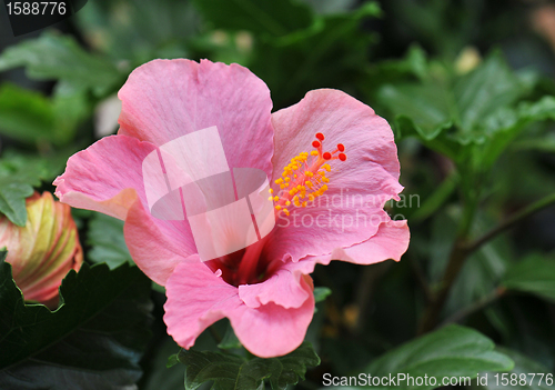Image of hibiscus