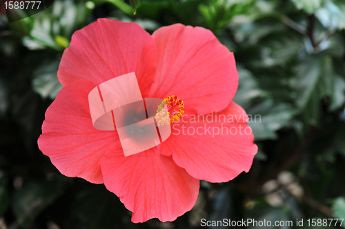 Image of hibiscus