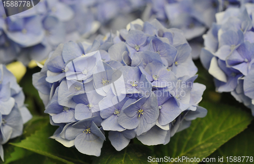 Image of Blue Hydrangea (Hortensia)