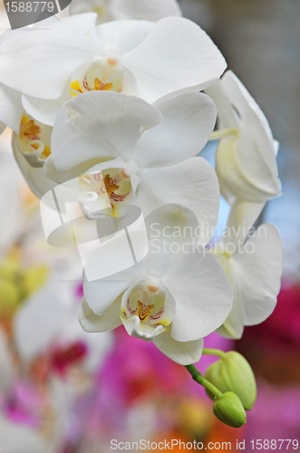 Image of phalaenopsis