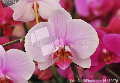 Image of phalaenopsis
