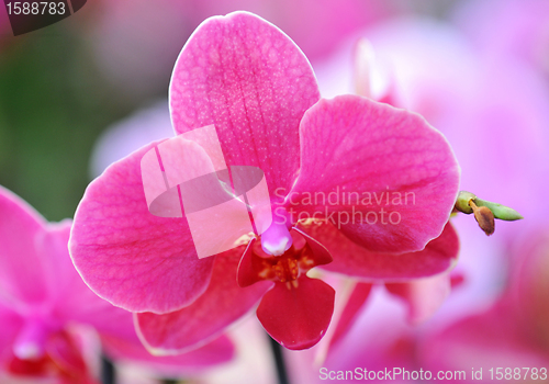 Image of phalaenopsis