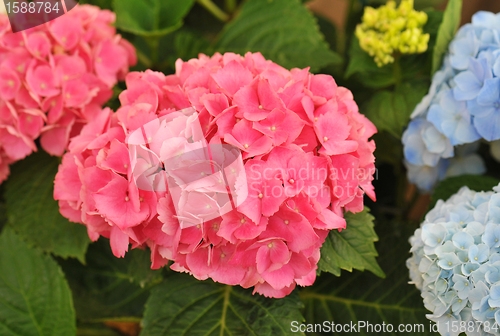 Image of pink  Hydrangea (Hortensia)