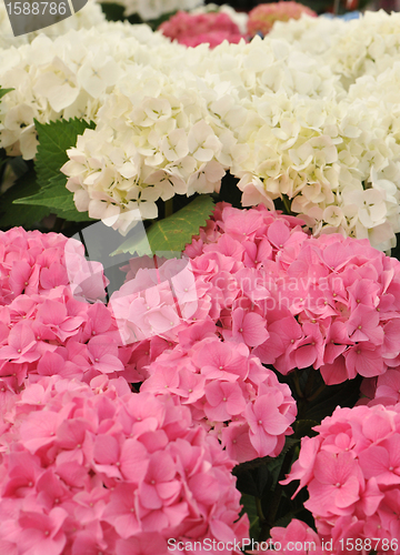 Image of pink and white Hydrangea (Hortensia)