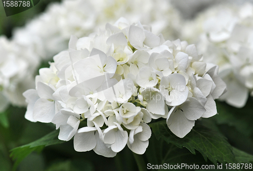 Image of white  Hydrangea (Hortensia)