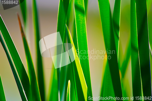 Image of nature background with grass