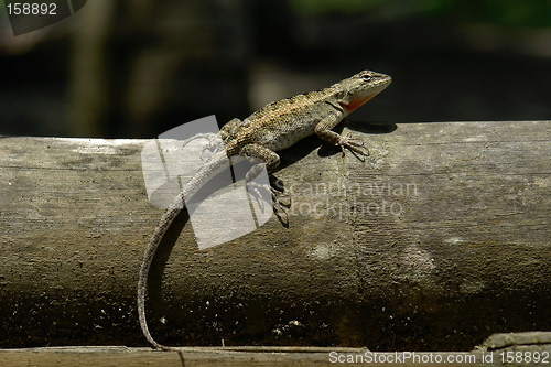 Image of the lizard on the tree