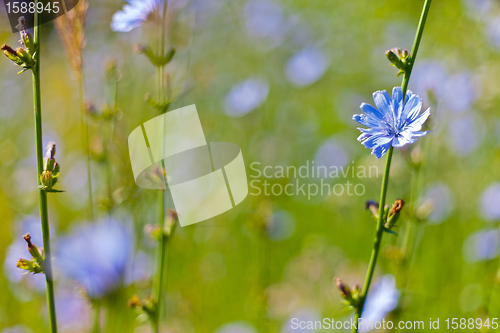 Image of beautiful blue flowers background for design