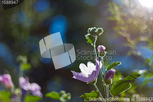 Image of beautiful flowers in the sky