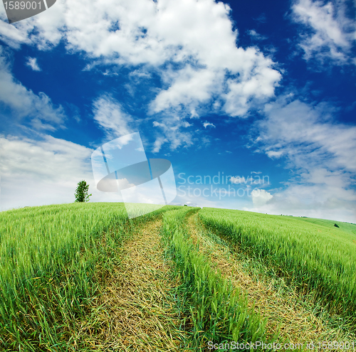 Image of  field with ears of wheat 