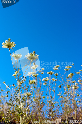 Image of beautiful flowers in the sky