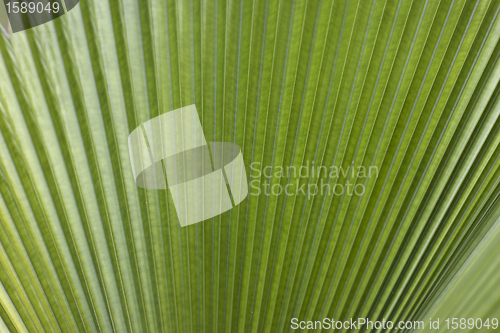 Image of Palm Tree