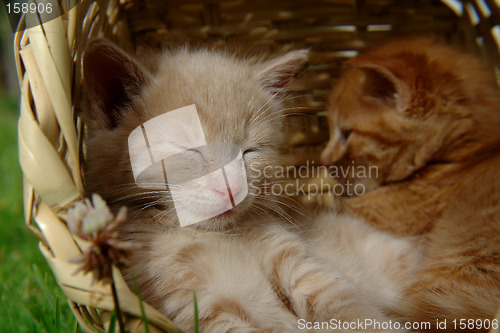 Image of two sleeping kitten in the basket