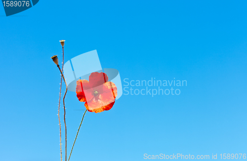 Image of wild poppies against blue sky