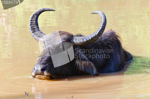 Image of Bubalus bubalis water buffalo