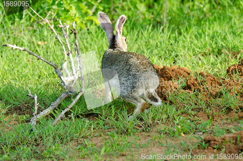 Image of Lepus nigricollis singhala 