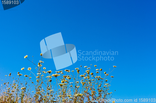 Image of beautiful flowers in the sky