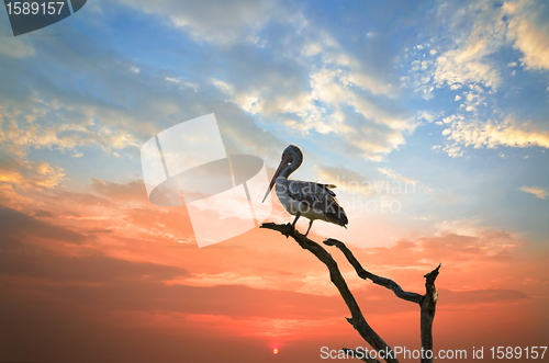 Image of pelican  sleep on a tree