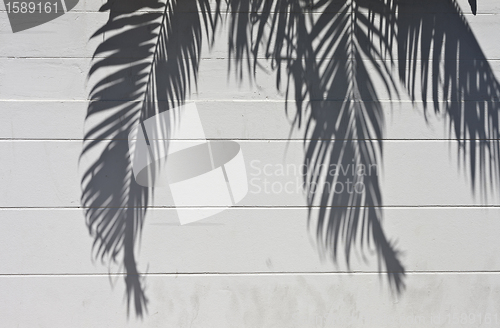 Image of cement wall with a shade from palm trees