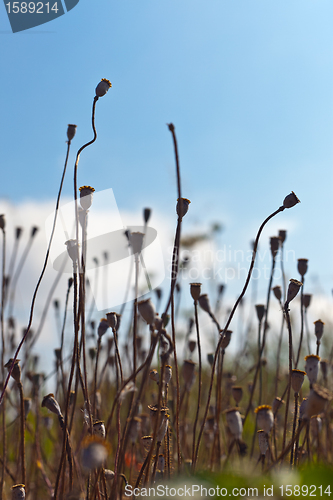 Image of Wild poppies growing in a spring field