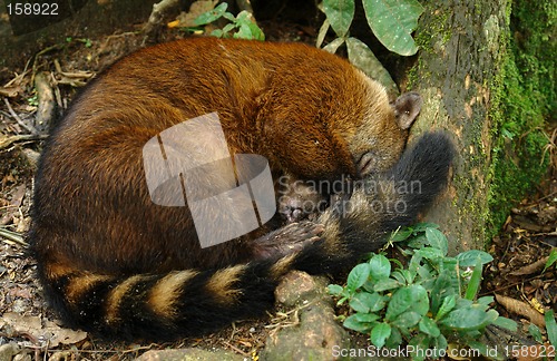 Image of sleeping koati