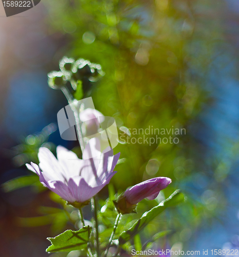 Image of beautiful flowers in the sky