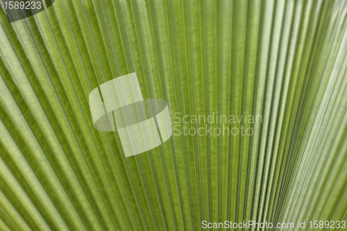 Image of Palm Tree