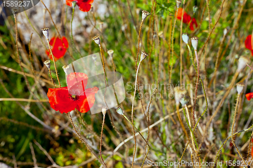 Image of Wild poppies growing in a spring field