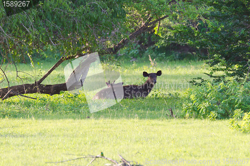 Image of wild deer, a mother and calf 