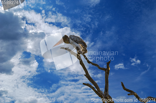 Image of pelican  sleep on a tree