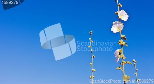 Image of beautiful flowers in the sky