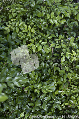 Image of Beautiful green leaves for design