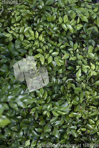 Image of Beautiful green leaves for design