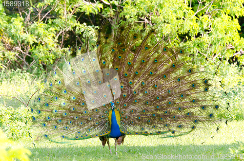 Image of Pavo cristatus