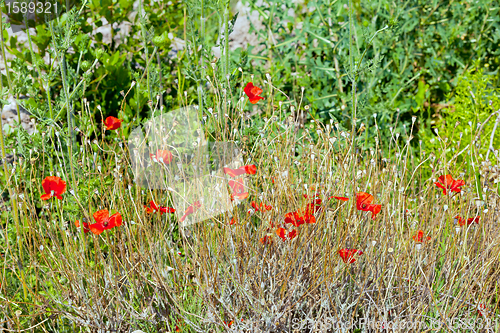 Image of Wild poppies growing in a spring field