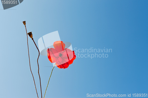 Image of wild poppies against blue sky