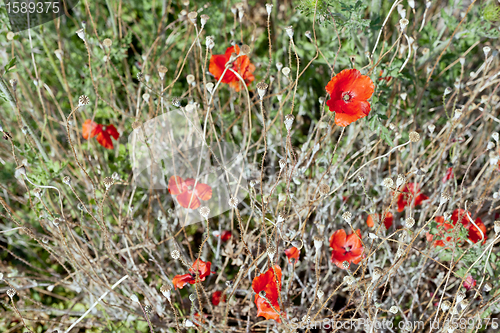 Image of Wild poppies growing in a spring field
