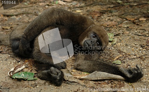 Image of The amazonian rain forest monkey