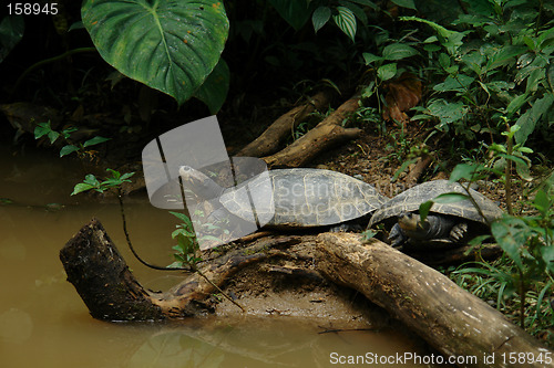 Image of Two little turtles