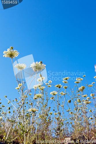 Image of beautiful flowers in the sky