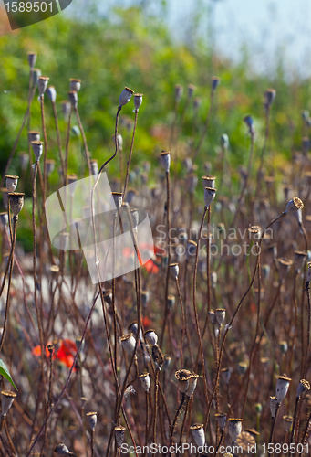 Image of Wild poppies growing in a spring field