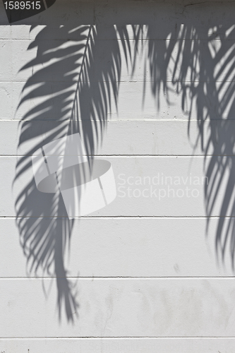 Image of cement wall with a shade from palm trees