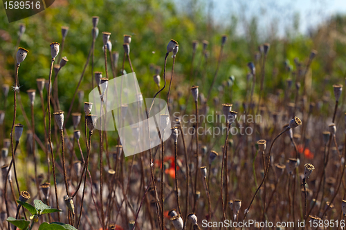 Image of Wild poppies growing in a spring field