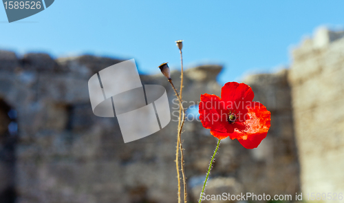 Image of wild poppies against blue sky