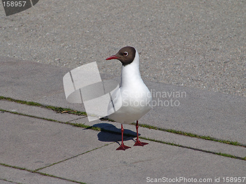 Image of the seagull