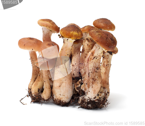 Image of Armillaria.